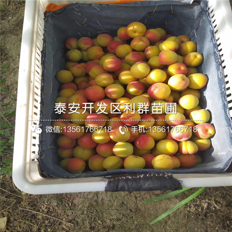 哪里有2公分杏苗、2公分杏苗價(jià)格多少