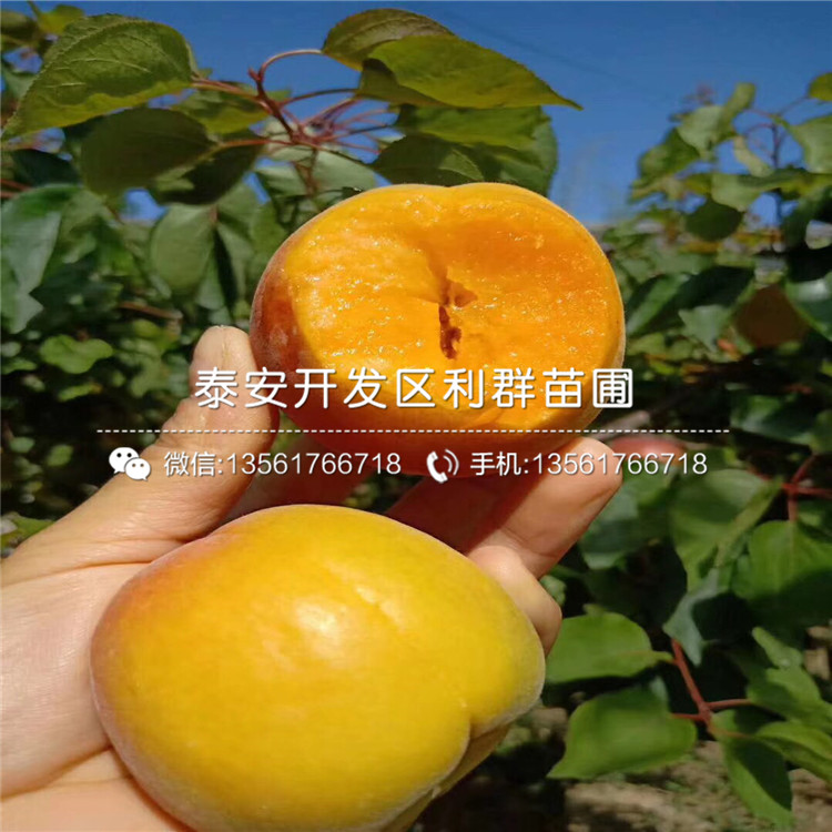 2019年3公分杏樹苗價(jià)格、3公分杏樹苗多少錢一棵
