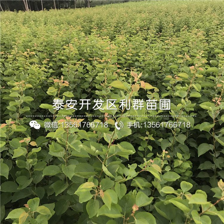 花牛蘋果樹苗哪里有賣、花牛蘋果樹苗多少錢一棵