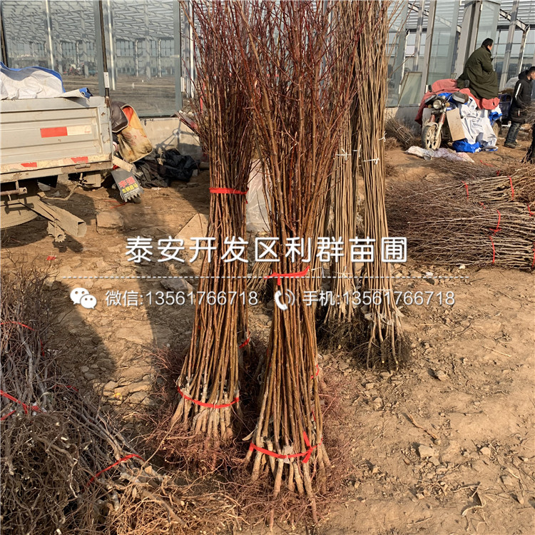 凱特杏樹苗批發(fā)、凱特杏樹苗價格及報價