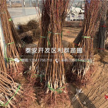 珍珠油杏苗批發(fā)、珍珠油杏苗價格及報價
