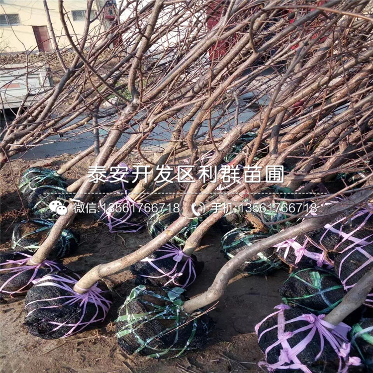哪里有明月蘋果苗出售、明月蘋果苗多少錢一棵