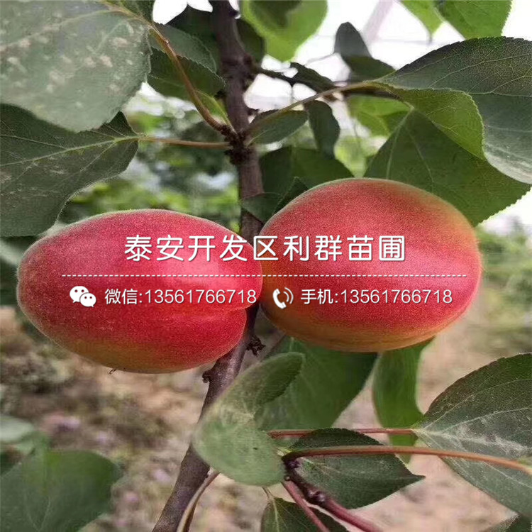 哪里有2公分杏苗、2公分杏苗價(jià)格多少