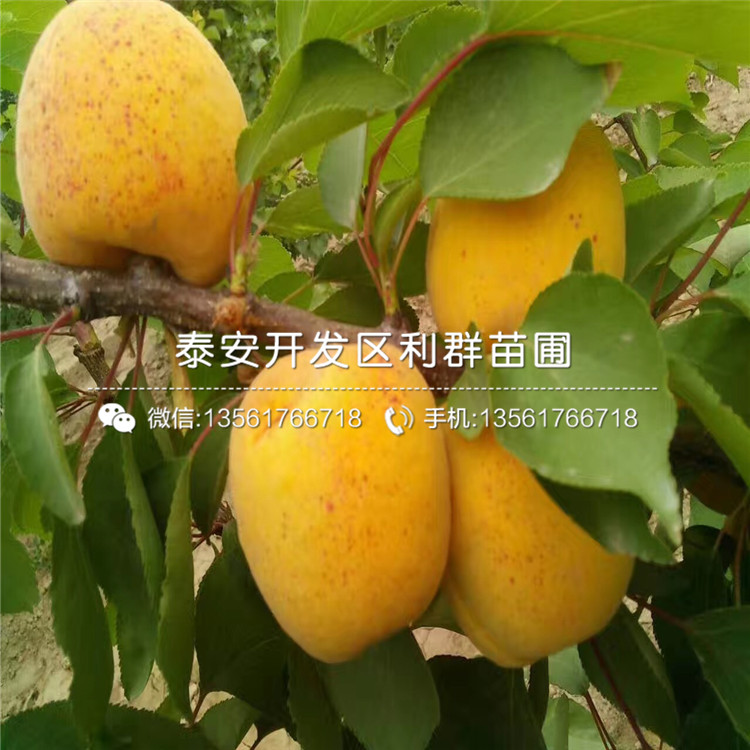 哪里有賣(mài)5公分杏樹(shù)苗的、5公分杏樹(shù)苗多少錢(qián)一棵