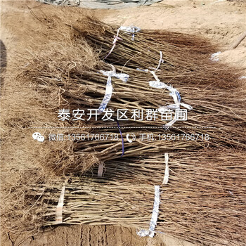 蒙陽紅石榴苗出售、蒙陽紅石榴苗價(jià)格及報(bào)價(jià)