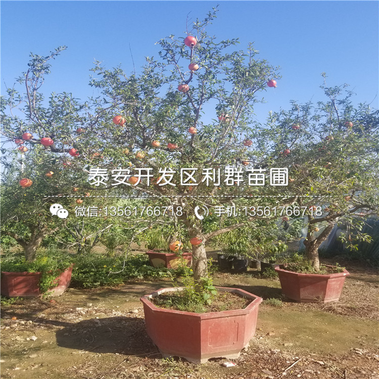 3公分石榴苗品種、3公分石榴苗多少錢一棵