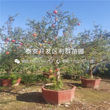2019年石榴苗