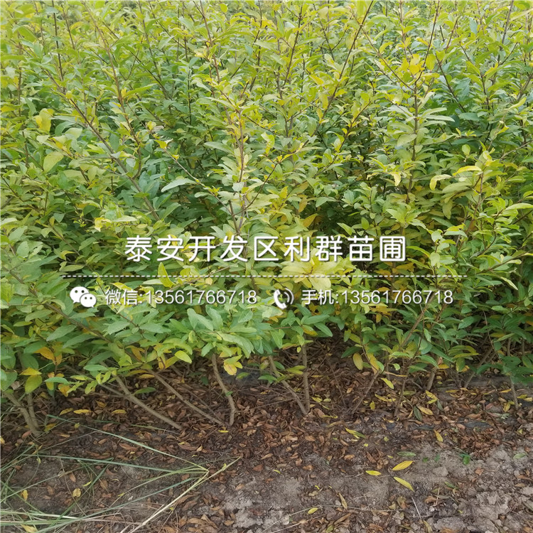 批發(fā)石榴樹苗