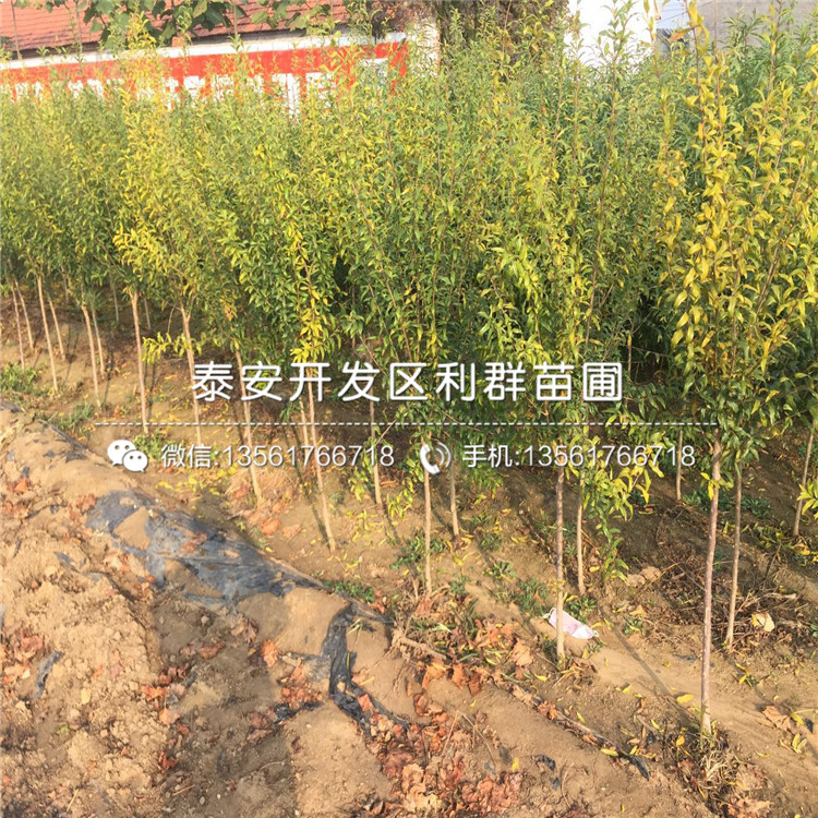 紅巨蜜石榴苗出售、2019年紅巨蜜石榴苗價格