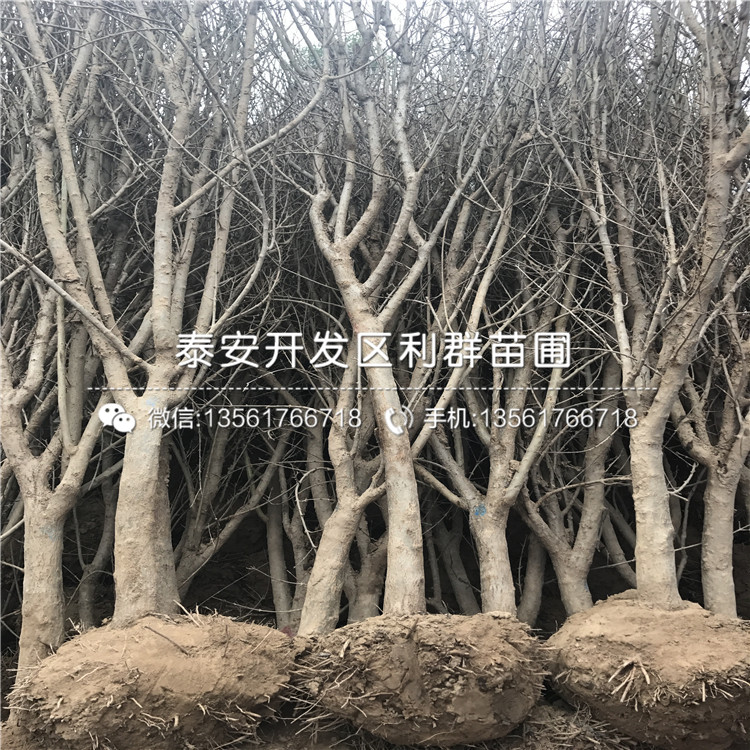 甜石榴樹苗、甜石榴樹苗批發(fā)