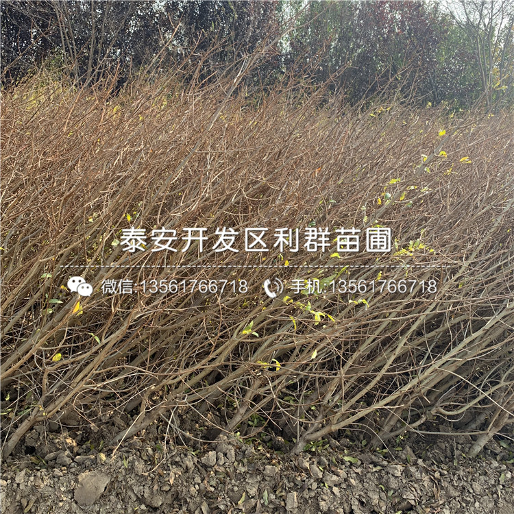 山東石榴苗、山東石榴苗出售
