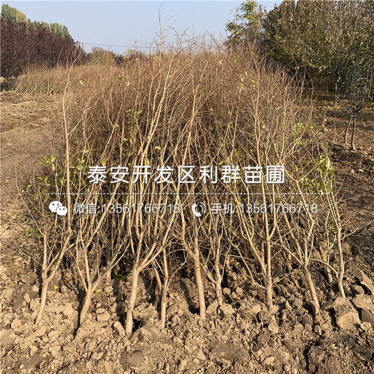 果石榴樹苗價(jià)格、果石榴樹苗批發(fā)