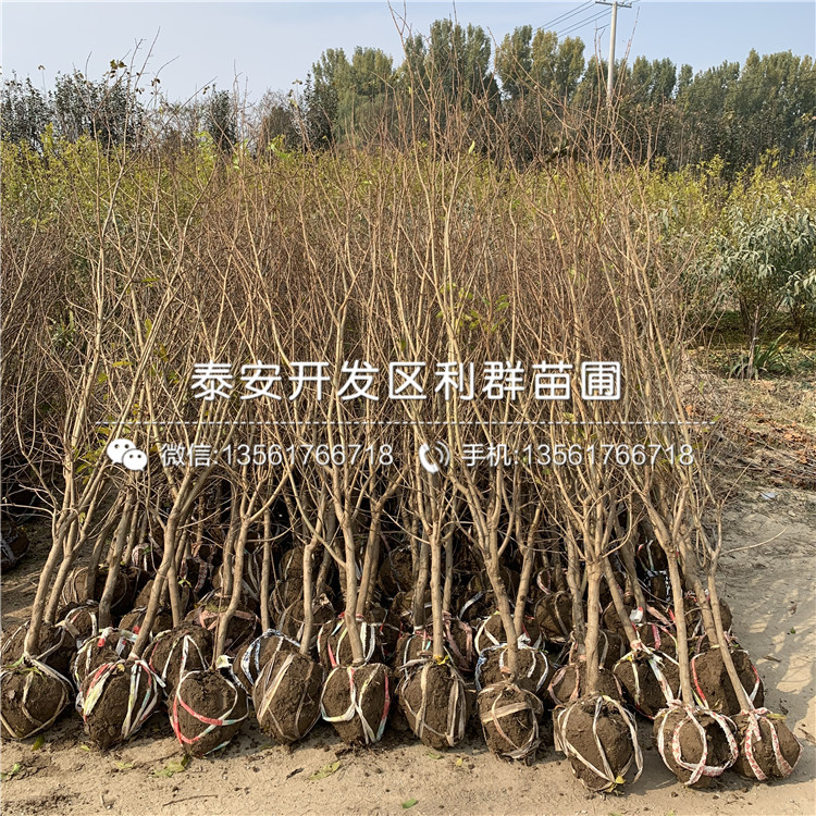 出售石榴苗