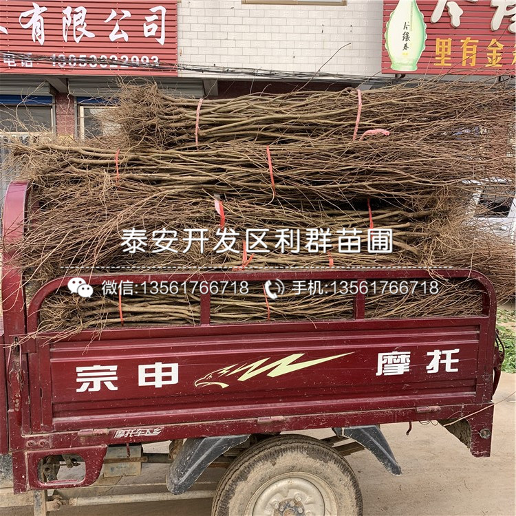 批發(fā)石榴苗