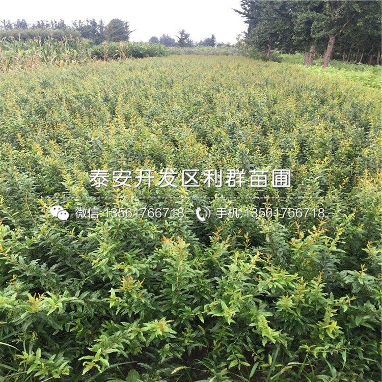 突尼斯軟籽石榴苗、突尼斯軟籽石榴苗多少錢(qián)