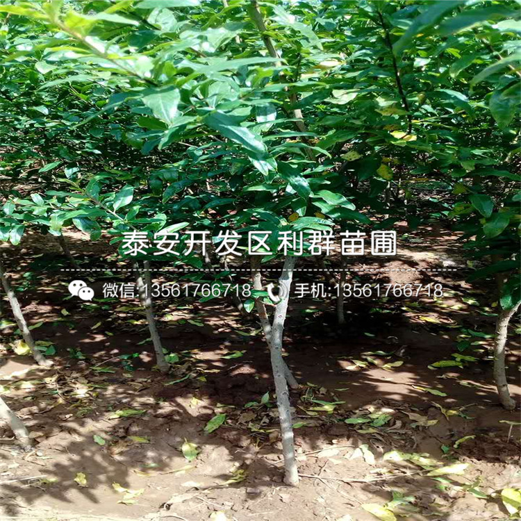 3公分石榴苗品種、3公分石榴苗多少錢一棵