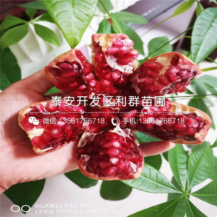 黑籽石榴苗價格、2019年黑籽石榴苗價格