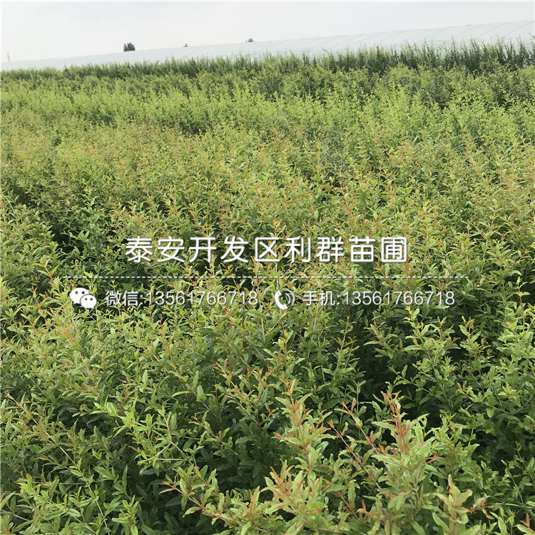 哪里有賣小國光蘋果樹苗的、小國光蘋果樹苗多少錢一棵