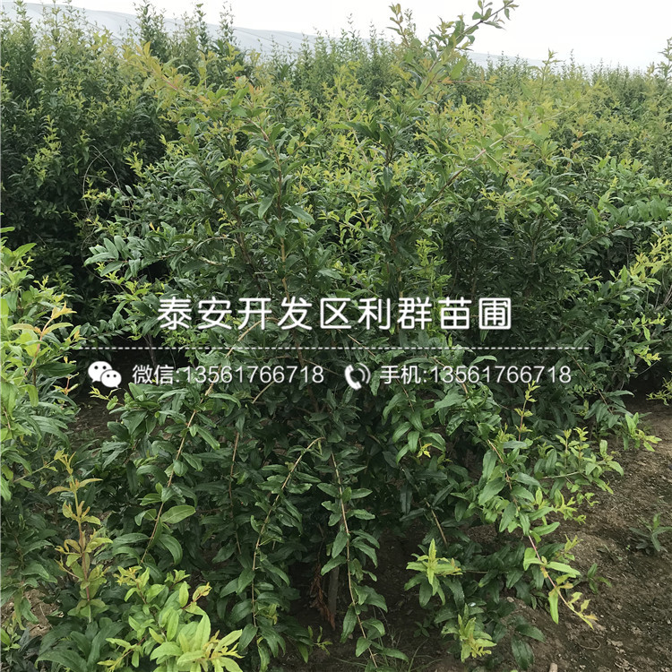 軟籽石榴苗出售、2019年軟籽石榴苗價格