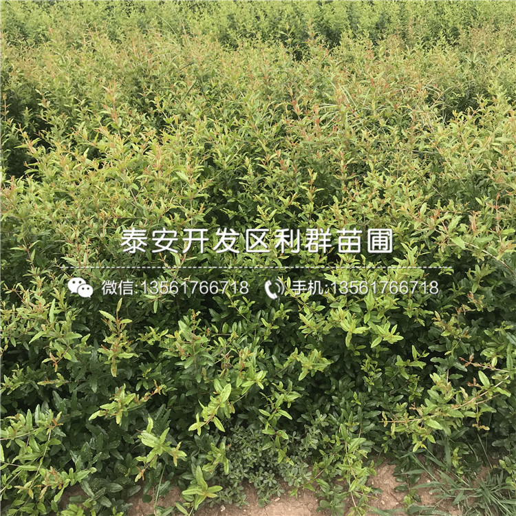 4公分石榴樹(shù)苗批發(fā)基地、4公分石榴樹(shù)苗價(jià)格及報(bào)價(jià)