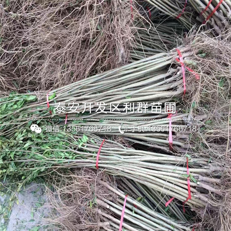 2019年3公分石榴苗、3公分石榴苗價(jià)格多少