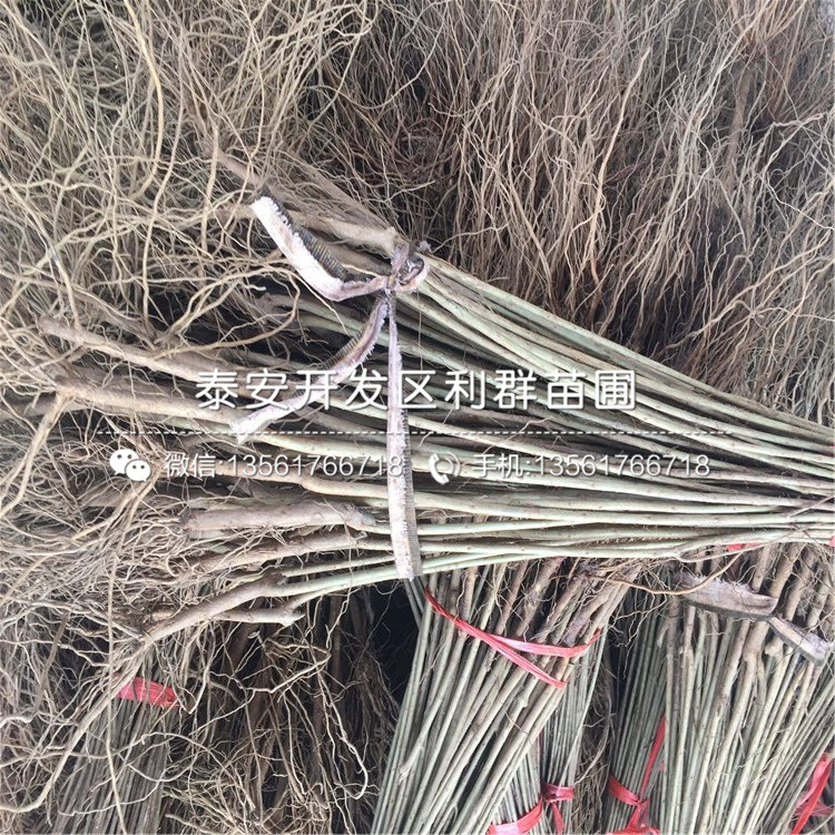 蒙陽紅石榴苗出售、蒙陽紅石榴苗價(jià)格及報(bào)價(jià)