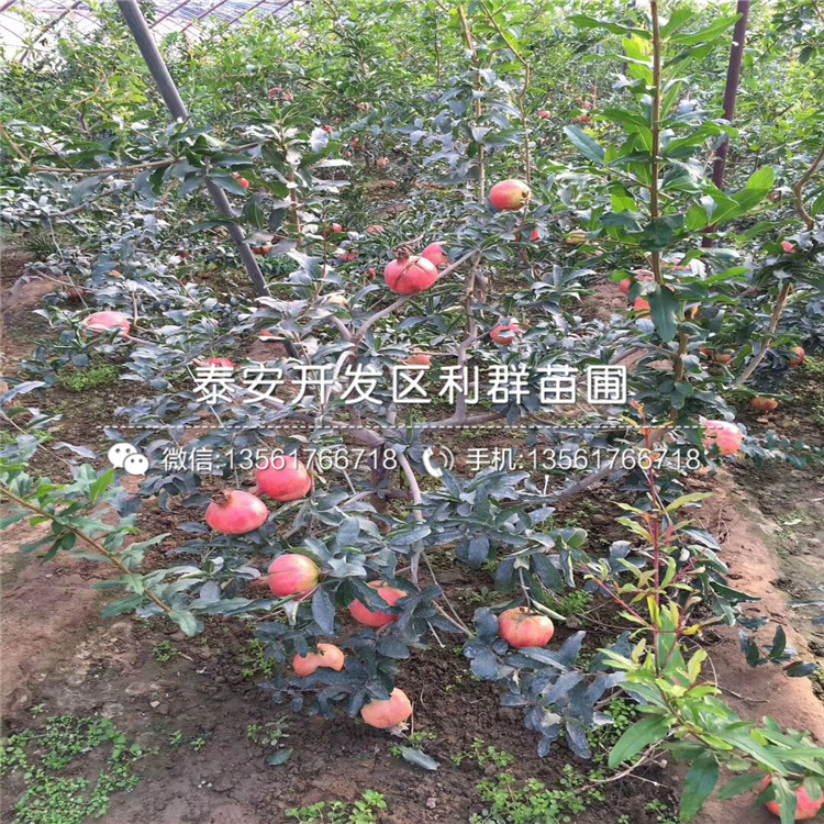 甜石榴苗品種、甜石榴苗多少錢一棵