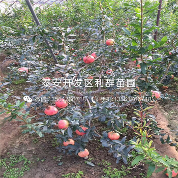山東石榴樹(shù)苗價(jià)格、山東石榴樹(shù)苗多少錢一棵