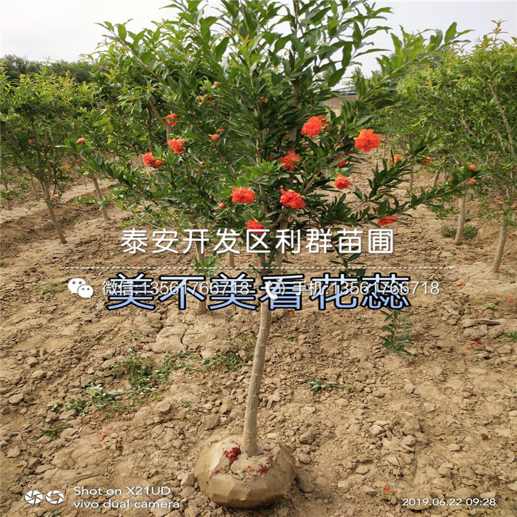 軟籽石榴樹苗、軟籽石榴樹苗批發(fā)基地