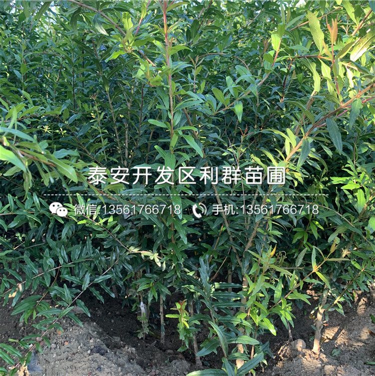 甜石榴苗品種、甜石榴苗多少錢一棵