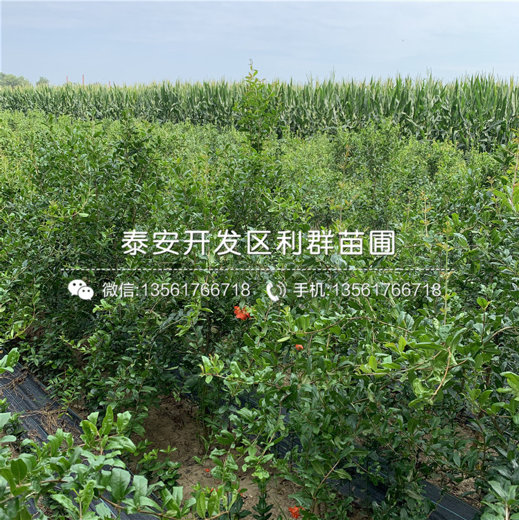 2019年無籽石榴苗、無籽石榴苗價(jià)格多少