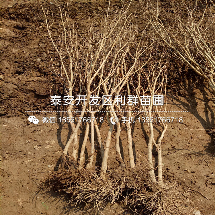 甜石榴苗品種、甜石榴苗多少錢一棵