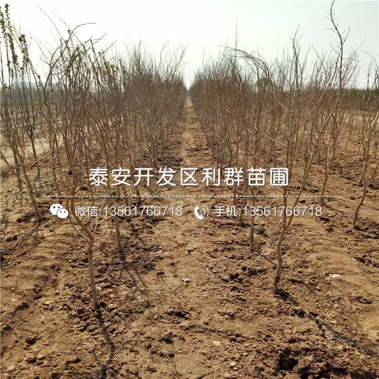 2019年石榴苗、2019年石榴苗批發(fā)基地