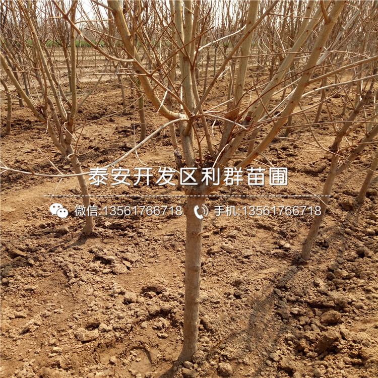 泰山紅石榴樹苗、泰山紅石榴樹苗什么價(jià)格