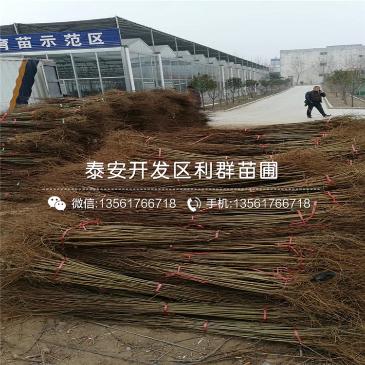 軟籽石榴樹苗、軟籽石榴樹苗批發(fā)基地