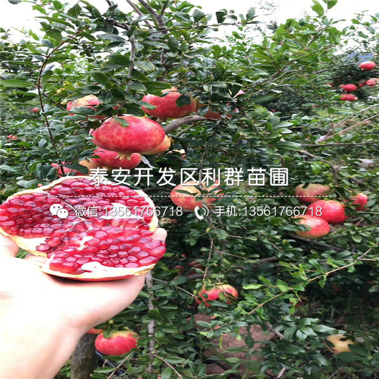 2019年大果黑籽甜石榴苗、大果黑籽甜石榴苗多少錢一棵