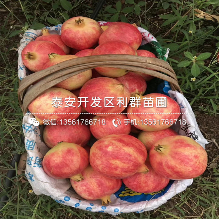 軟籽石榴樹苗、軟籽石榴樹苗批發(fā)基地