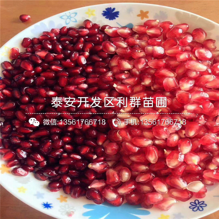 批發(fā)石榴樹苗