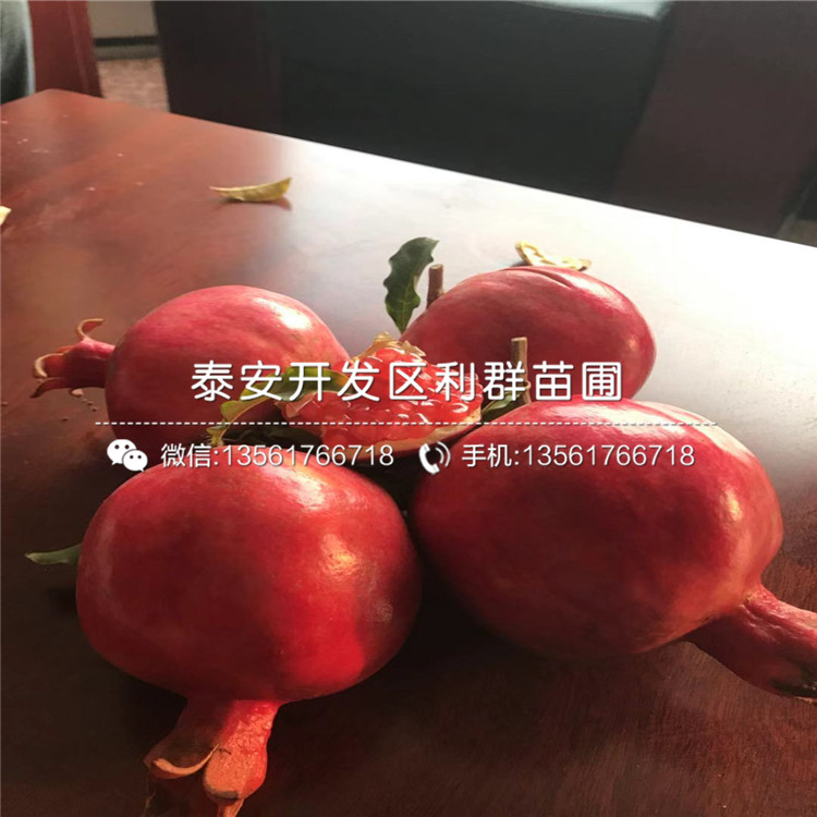 突尼斯軟籽石榴苗、突尼斯軟籽石榴苗多少錢(qián)
