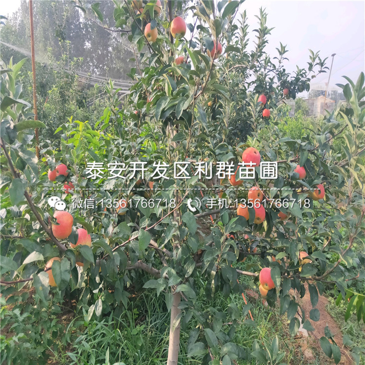 七月天仙蘋果苗哪里有賣、七月天仙蘋果苗多少錢一棵