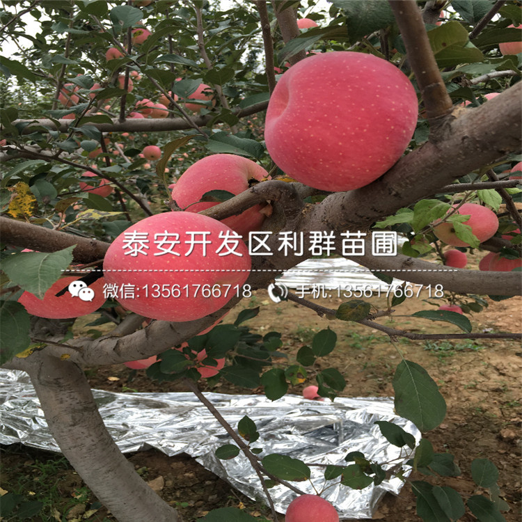 美國紅蛇果苗哪里便宜、美國紅蛇果苗價格是多少