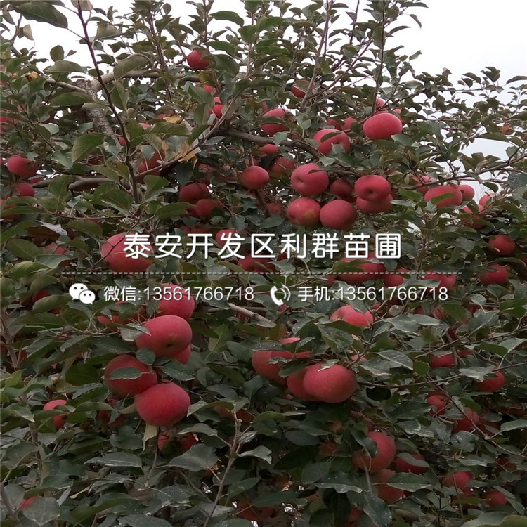1公分早紅嘎啦蘋(píng)果苗、1公分早紅嘎啦蘋(píng)果苗價(jià)格