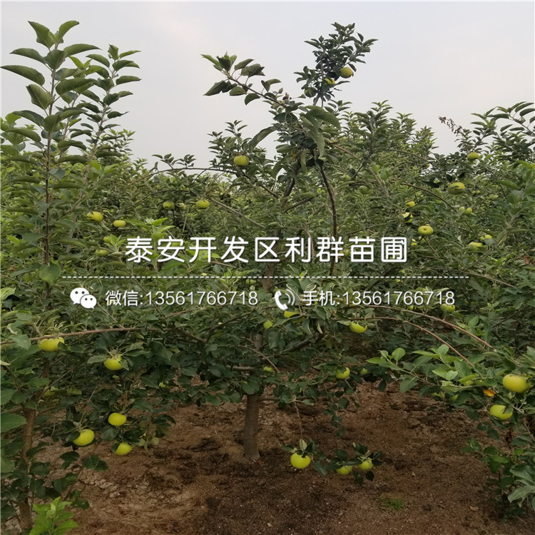 紅星蘋果樹苗報(bào)價(jià)、紅星蘋果樹苗多少錢一棵