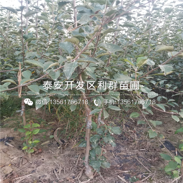 山東4公分蘋果樹苗、4公分蘋果樹苗多少錢一棵