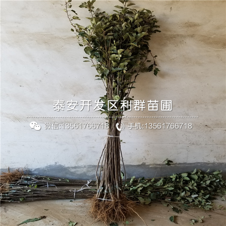 宮藤富士蘋果樹(shù)苗價(jià)格、山東宮藤富士蘋果樹(shù)苗