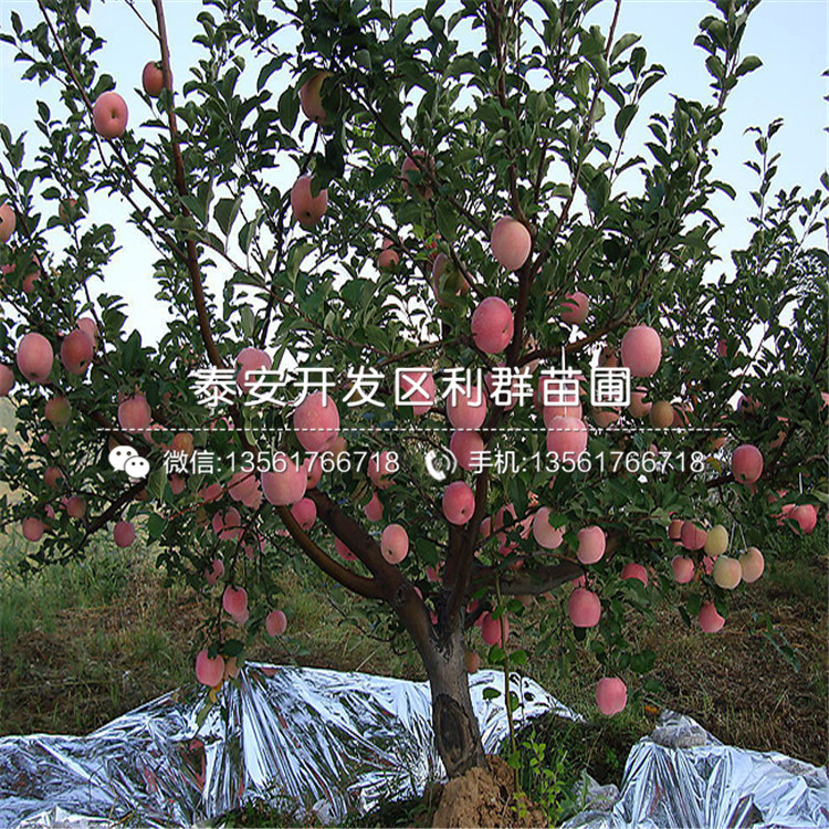 紅富士蘋果樹苗哪里有賣、紅富士蘋果樹苗多少錢一棵