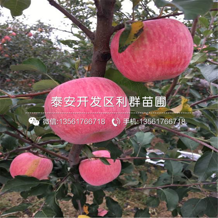 矮化柱狀蘋果苗出售、矮化柱狀蘋果苗多少錢一棵