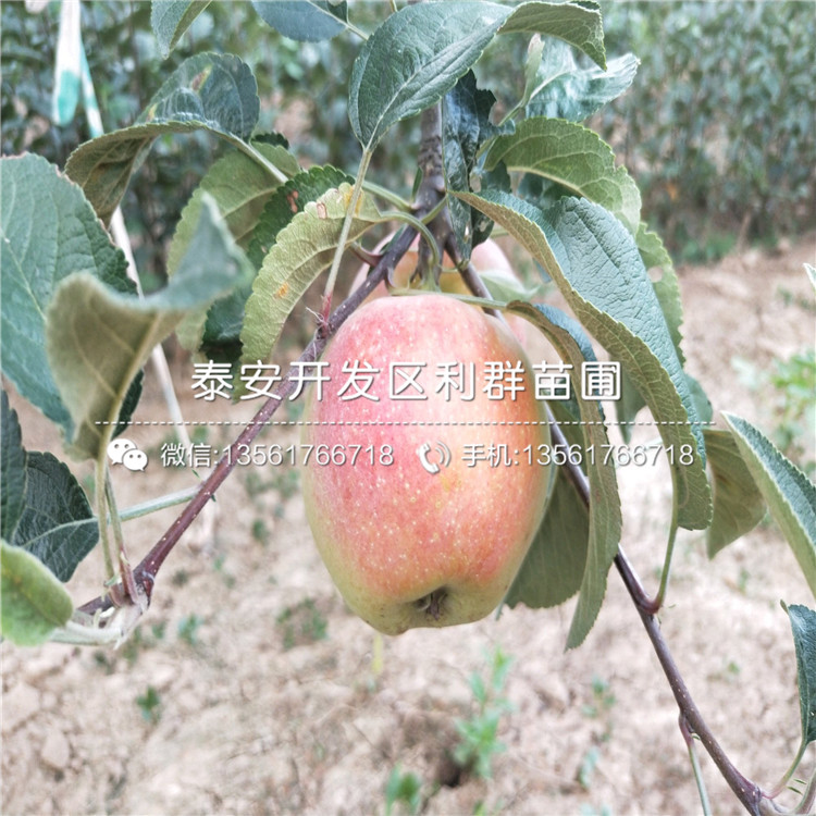 美國紅蛇果苗哪里便宜、美國紅蛇果苗價格是多少