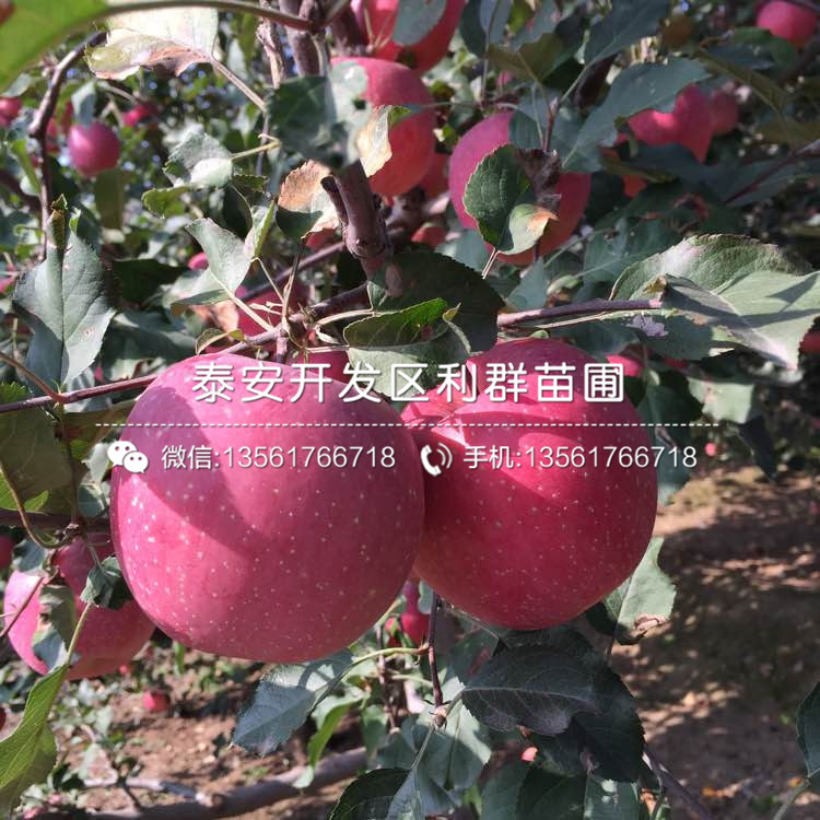 2019年矮化柱狀蘋果樹苗價(jià)格、矮化柱狀蘋果樹苗多少錢一棵