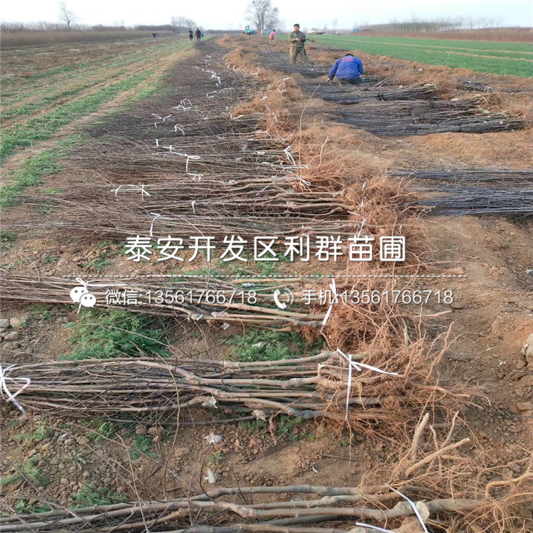 華碩蘋果樹苗價格、華碩蘋果樹苗多少錢一棵